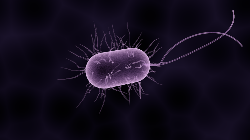Bactérie, vue d'artiste. Par sbtlneet / https://pixabay.com/fr/illustrations/bact%C3%A9ries-bact%C3%A9rie-microbiologie-1832824/