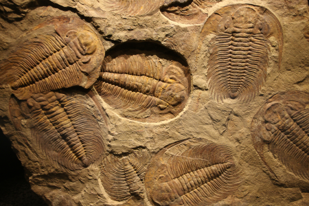 Trilobite fossile imprimé dans le sédiment. Par Artur Maltsau/Getty Images, Licence d’utilisation à design unique / https://www.canva.com/photos/MADAmJw6bQY-fossil-trilobite-imprinted-in-the-sediment-/