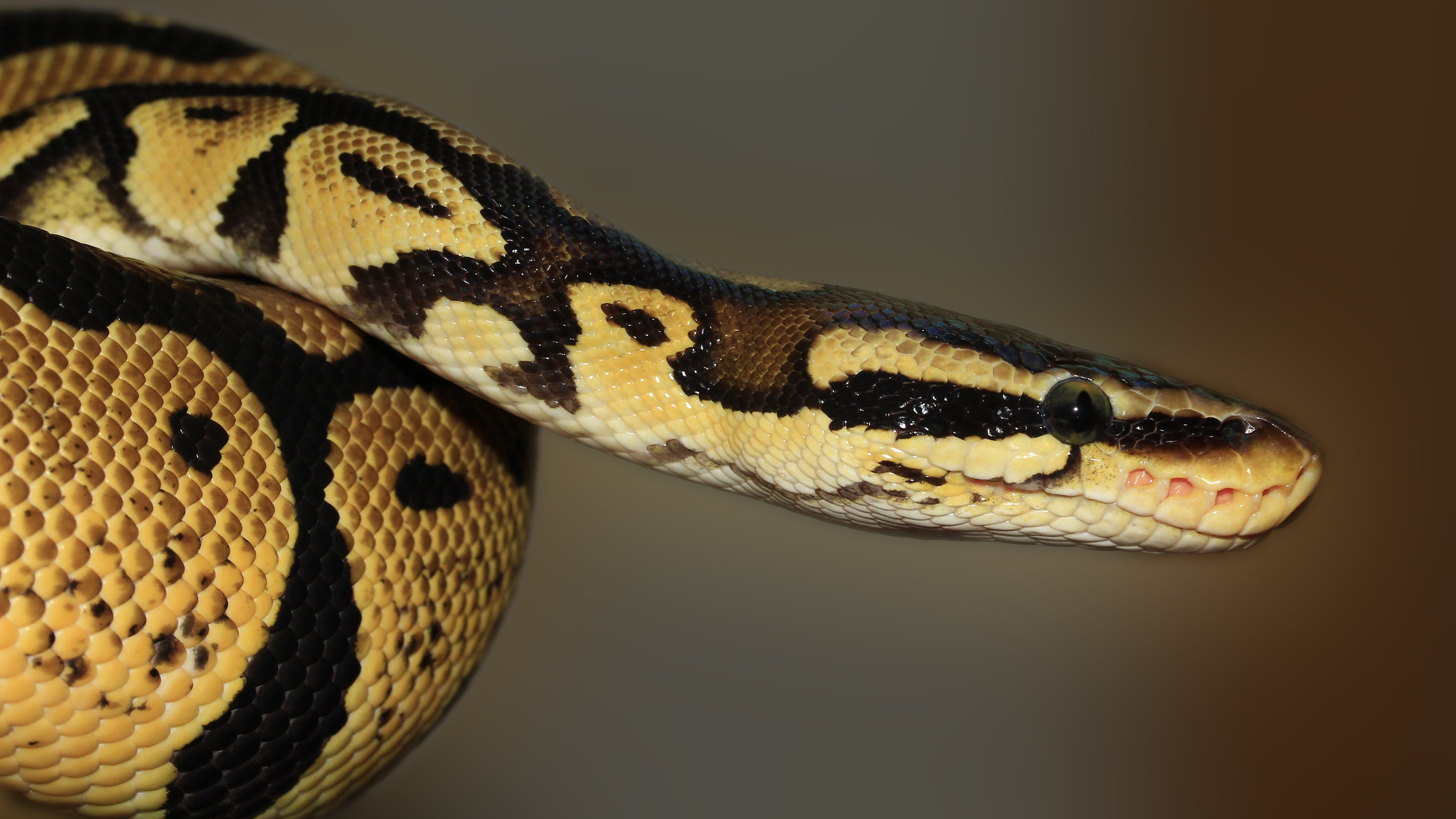 Python. Pixabay License / https://pixabay.com/fr/photos/serpent-python-animal-python-boule-419043/