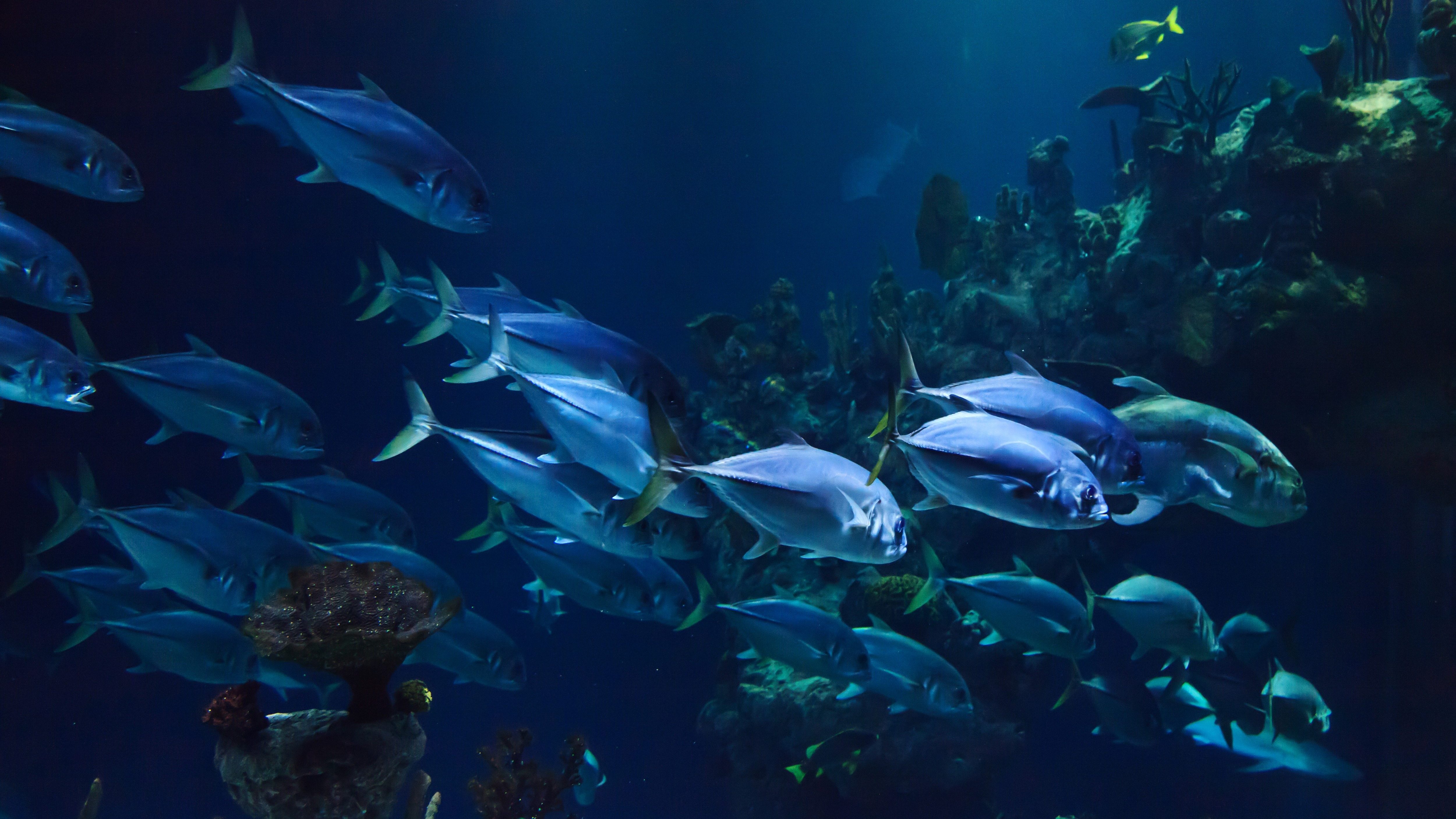Poissons dans un aquarium. Pixabay License / https://pixabay.com/fr/photos/animal-aquarium-aquatique-corail-21668/