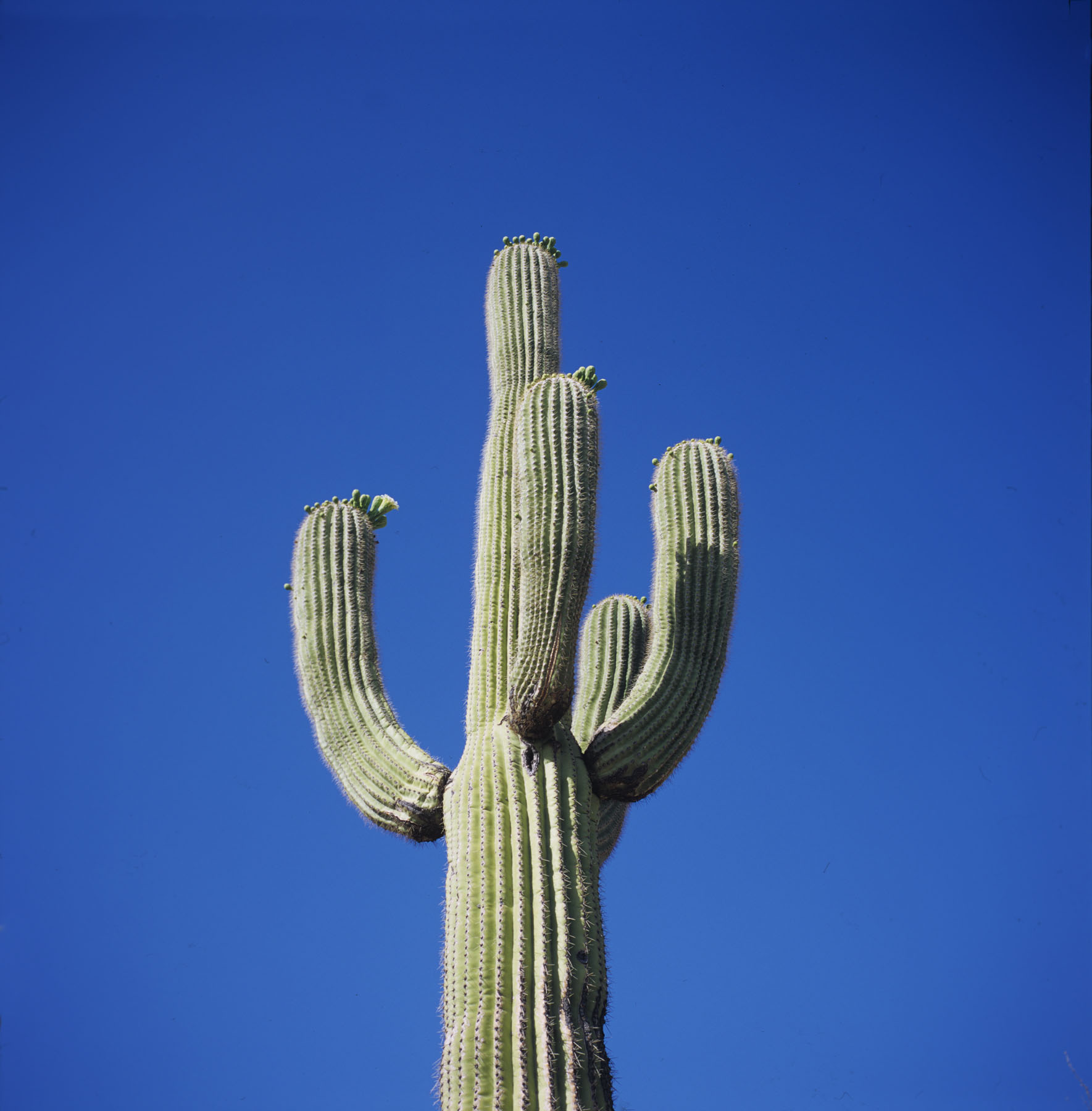 Photo de cactus. Par Peter Barwick, CC BY-NC-ND 2.0 / https://tinyurl.com/2p8n8ab9