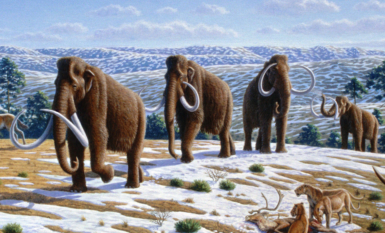 troupeau de mammouths, par Mauricio Antón / https://www.worldhistory.org/image/6115/woolly-mammoths/