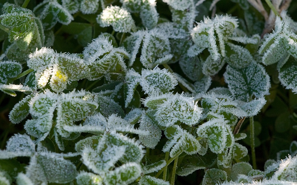 Plantes congelées / Par shaorang, licence Creative Commons / https://commons.wikimedia.org/wiki/File:Hierbas_heladas_-_Frozen_weeds_(3331774137).jpg